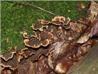 Striegeliger Schichtpilz2